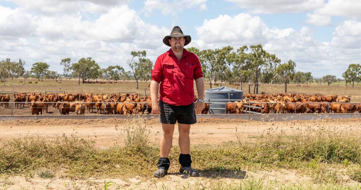 Gumlu Droughtmaster producers successfully build on-farm feedlot