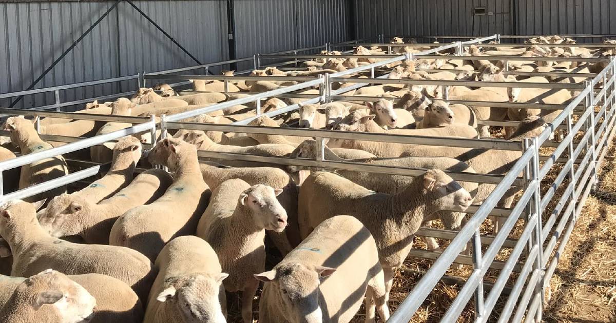 Southern Cross rams sell to $2000 | The Land