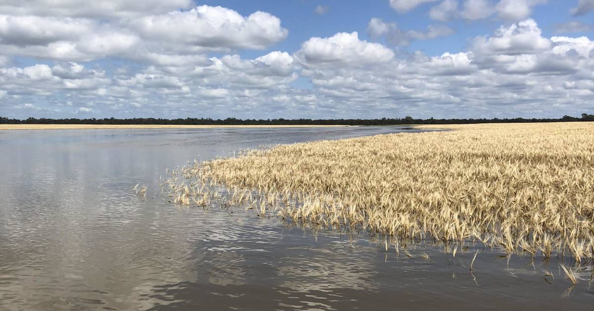 Crops hard hit by floods across the state