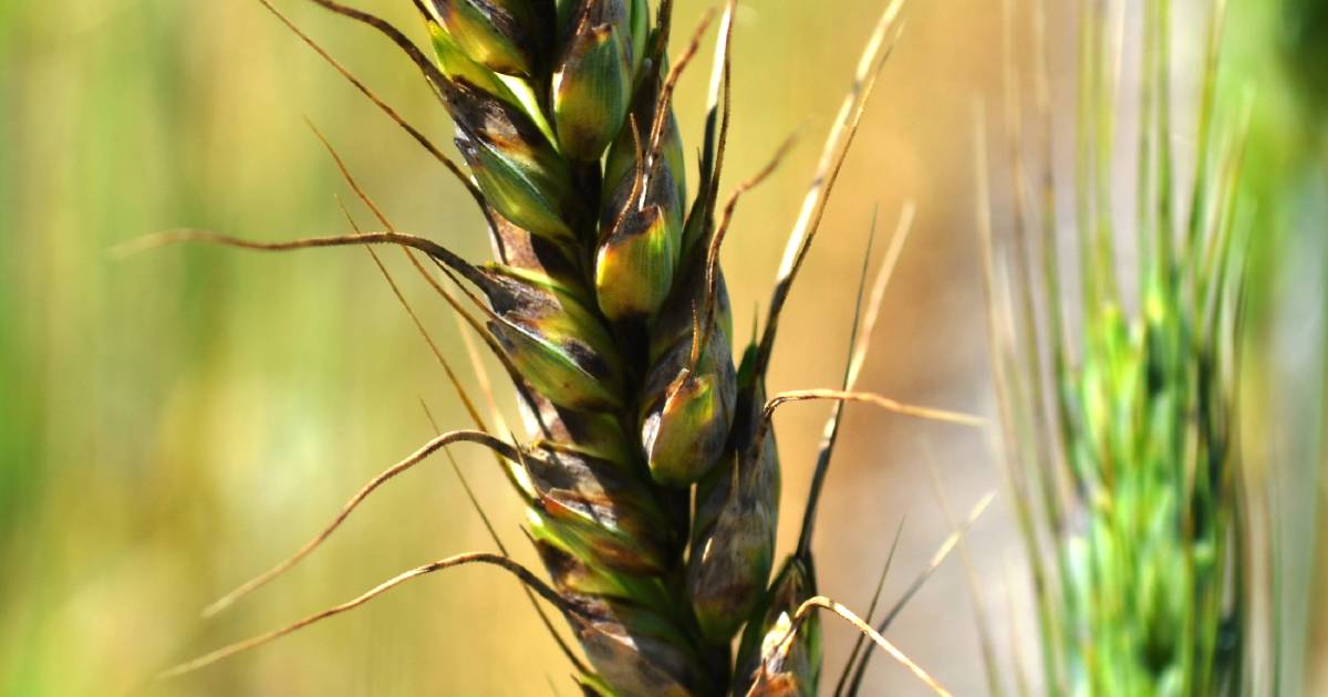 Glume blotch found in wheat crops