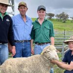 Greendale Merino rams sell to $11,500, averaging $3026 | The Land