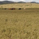 Opinion: Things have changed significantly in the NT’s buffalo industry | North Queensland Register