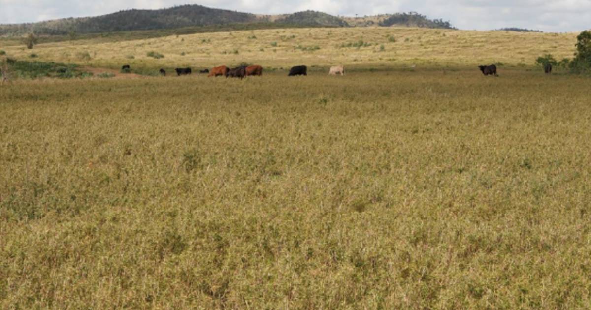 Central Queensland grazing country hits the market