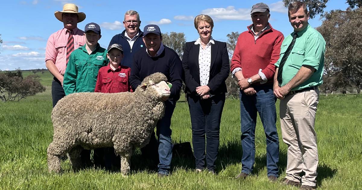 Grassy Creek Merino ram sale success