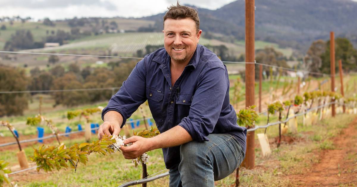 Supermarket wants this cherry farm's output to blossom