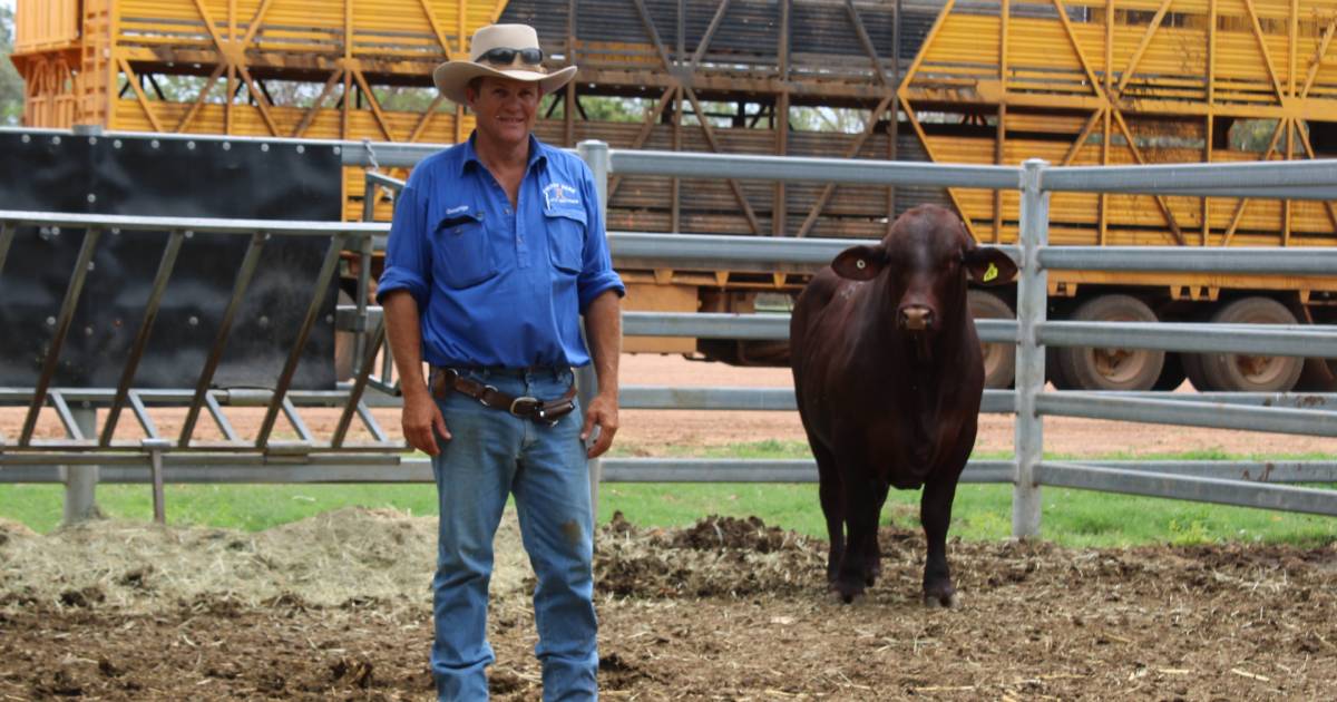 Forest Park Santas top the Barcoo Breeders Sale | Queensland Country Life