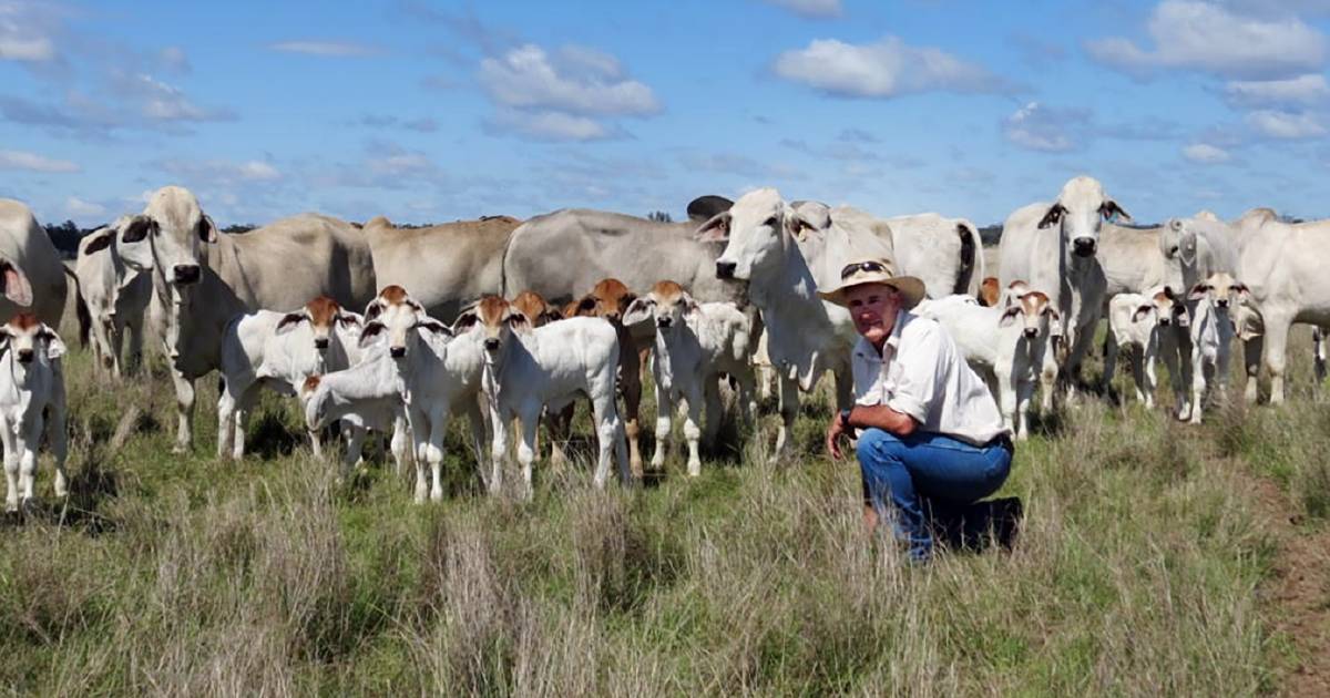 Commercial focus helps shape long-time Brahman breeder’s direction | Queensland Country Life