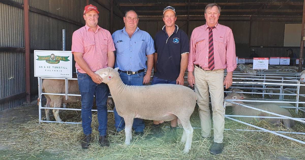 Poll Dorset sells to $1900 at Eringa Park ram sale at Kalannie | Farm Weekly