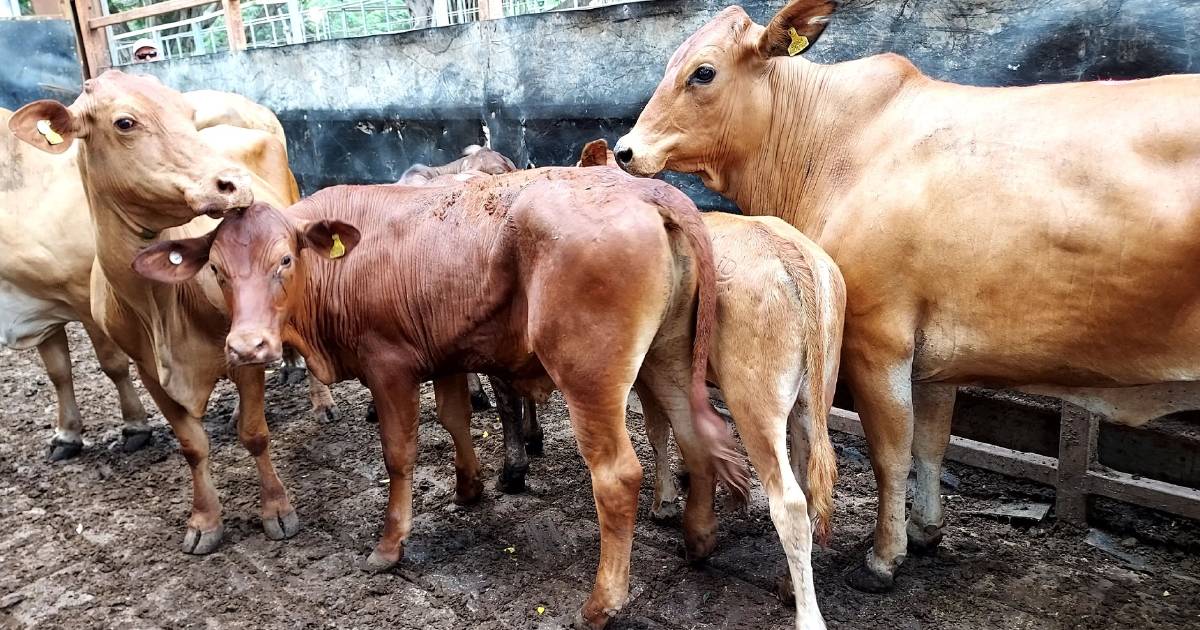 Quality bullocks and heifers on offer at Mareeba