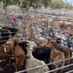 Rockhampton Brahman Week ends with a bang: all the vendor averages