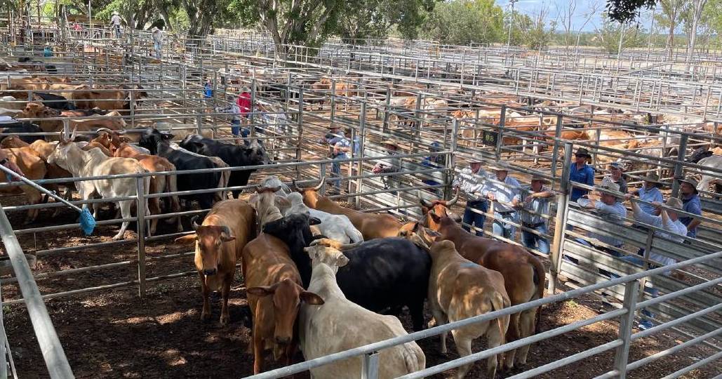 McCarthy Agriculture bullocks top 388c/kg to return $2355/hd at Mareeba | North Queensland Register