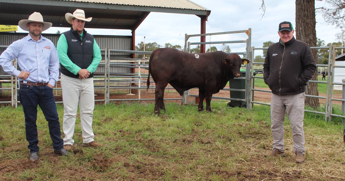 Complete clearance at 14th Rockingham Santa Gertrudis bull sale