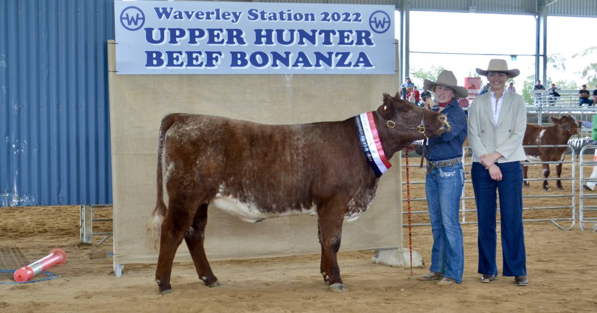 Calrossy cleans up led heifer classes at Beef Bonanza