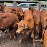 Namoi Valley's Elken Downs sold at auction | Video