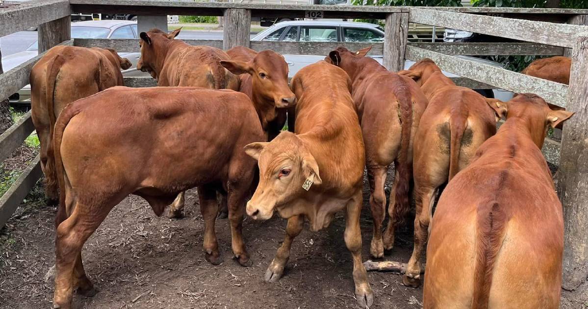 Droughtmaster weaner steers sell for $1755 at Woodford | Queensland Country Life