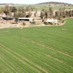 Droughtmaster weaner steers sell for $1755 at Woodford | Queensland Country Life