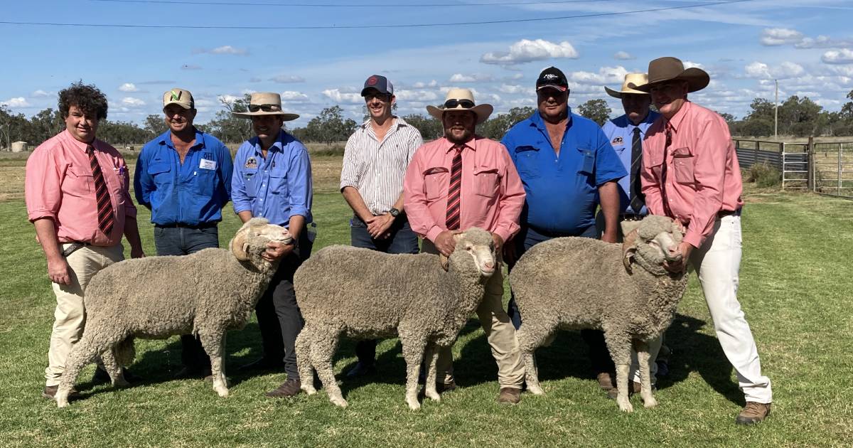 Wilgunya single penned rams average $2885, while pens of three average $2385 | Queensland Country Life