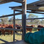 Droughtmaster cows make $3200 at Biggenden