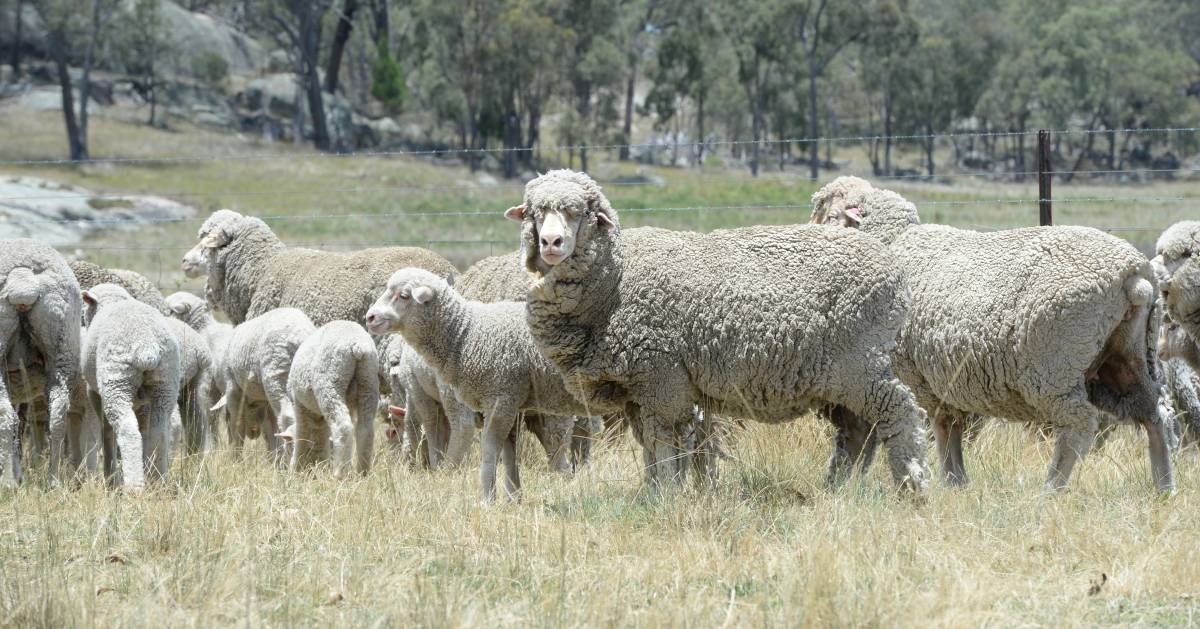 Fresh Biological wool harvesting research has begun for the AWI and University of Adelaide