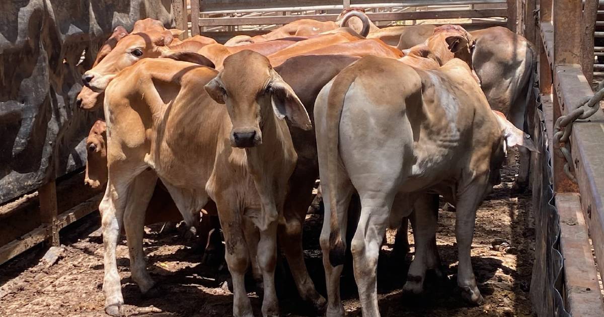 Weaner steers make 568.2c/$1053 at Mareeba | North Queensland Register