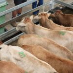 Prices soften at Charters Towers prime sale