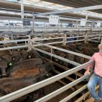 Feedlot industry 'a way of life' for award winner Bec Donnelly