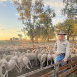 Roma woman airlifted after being crushed by a bull | Queensland Country Life