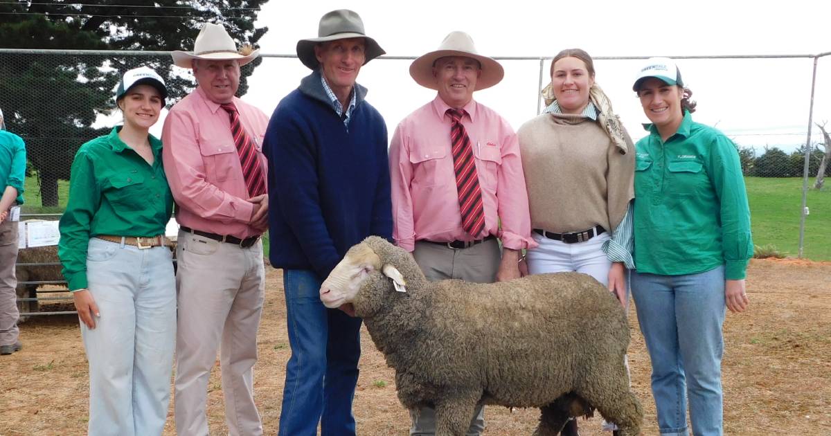 Greendale Merino rams set new stud record, selling to $11,500, averaging $3026 | The Land