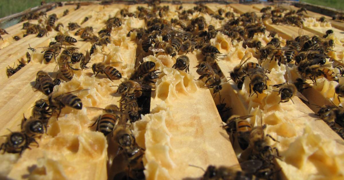 Purple zone beekeepers now eligible for payments