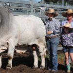 Complete clearance at 14th Rockingham Santa Gertrudis bull sale