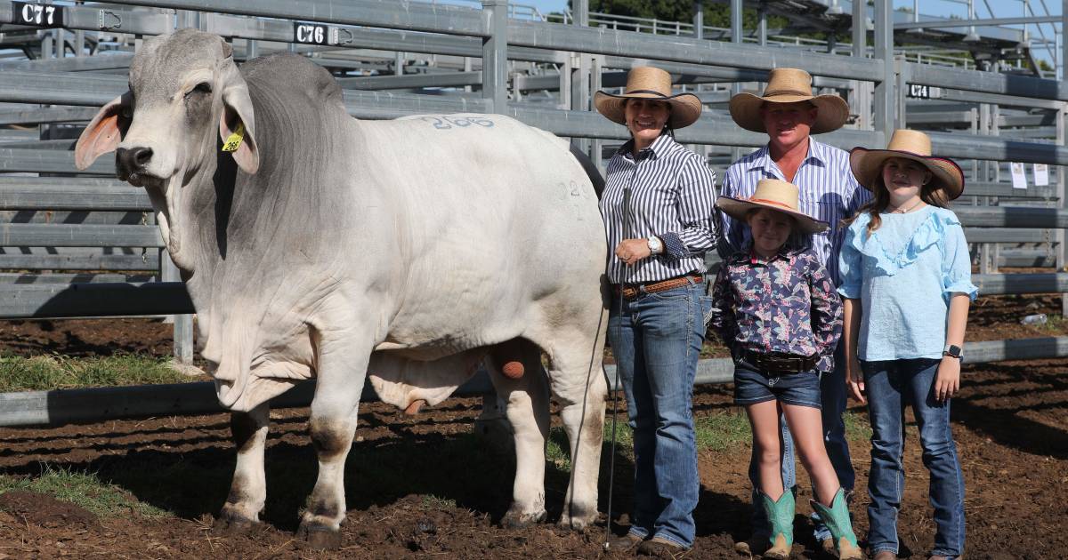 Rockhampton Brahman Week Sale’s grey bull draft topped at $130,000 twice | Queensland Country Life