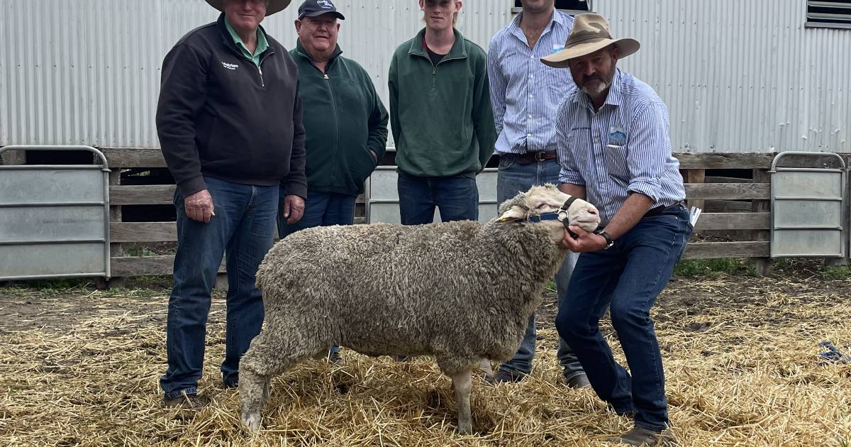 Dohne rams sold well at Caroonboon