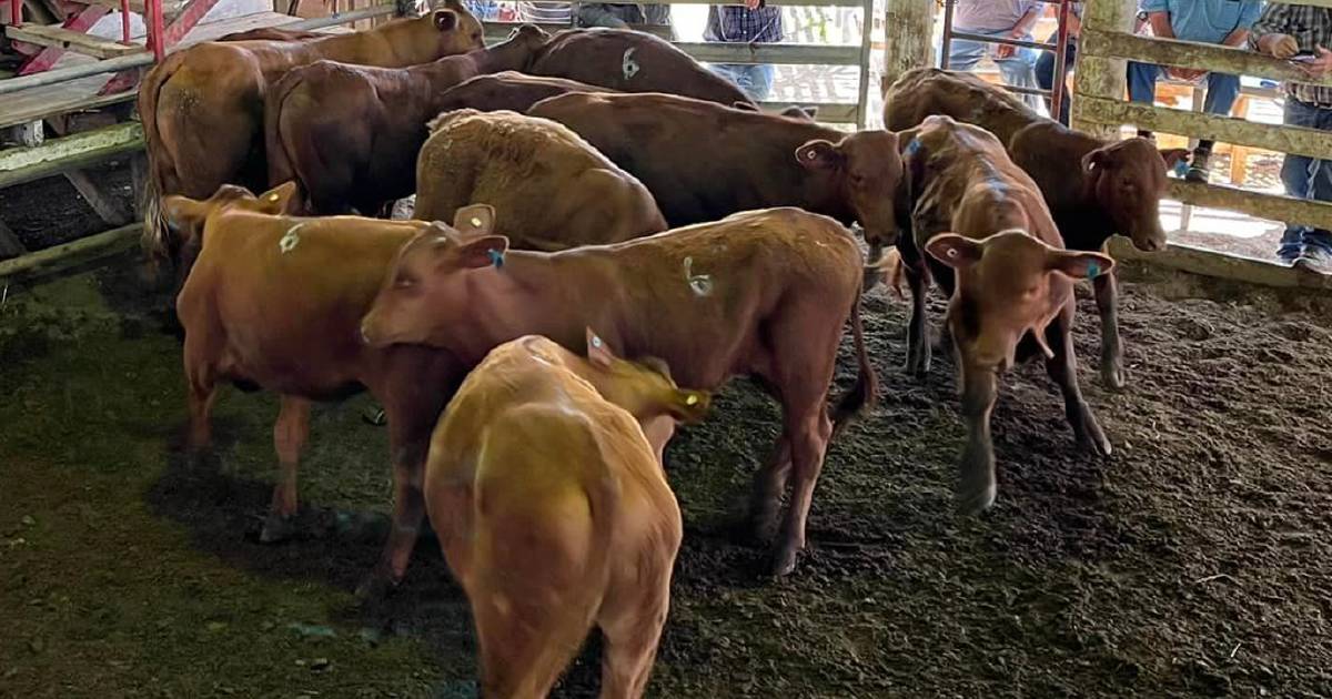 Santa weaner steers sell for $1760 at Laidley | Queensland Country Life