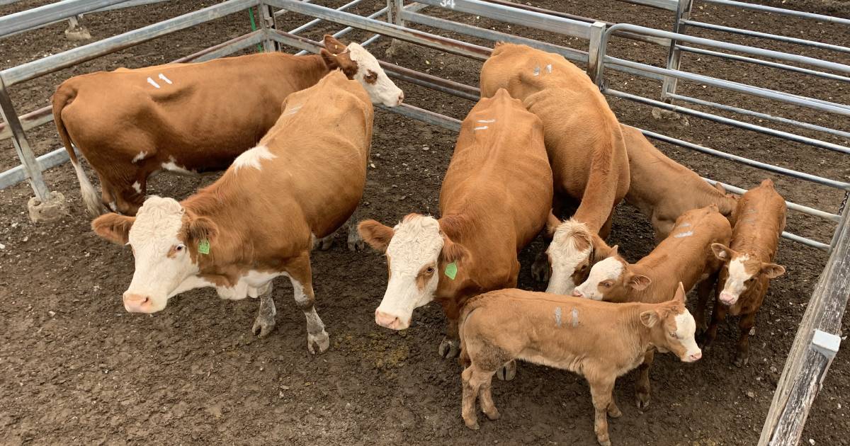 Simmental cows and calves sell to $4250/unit at Toogoolawah | Queensland Country Life