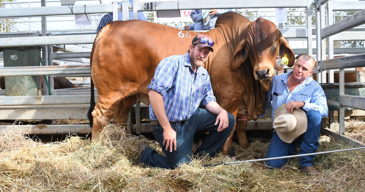 Sydney Royal and Ekka Champion sells to Nebo outfit at Rockhampton Brahman Week Sale