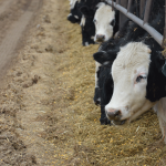 Bull care after the breeding season