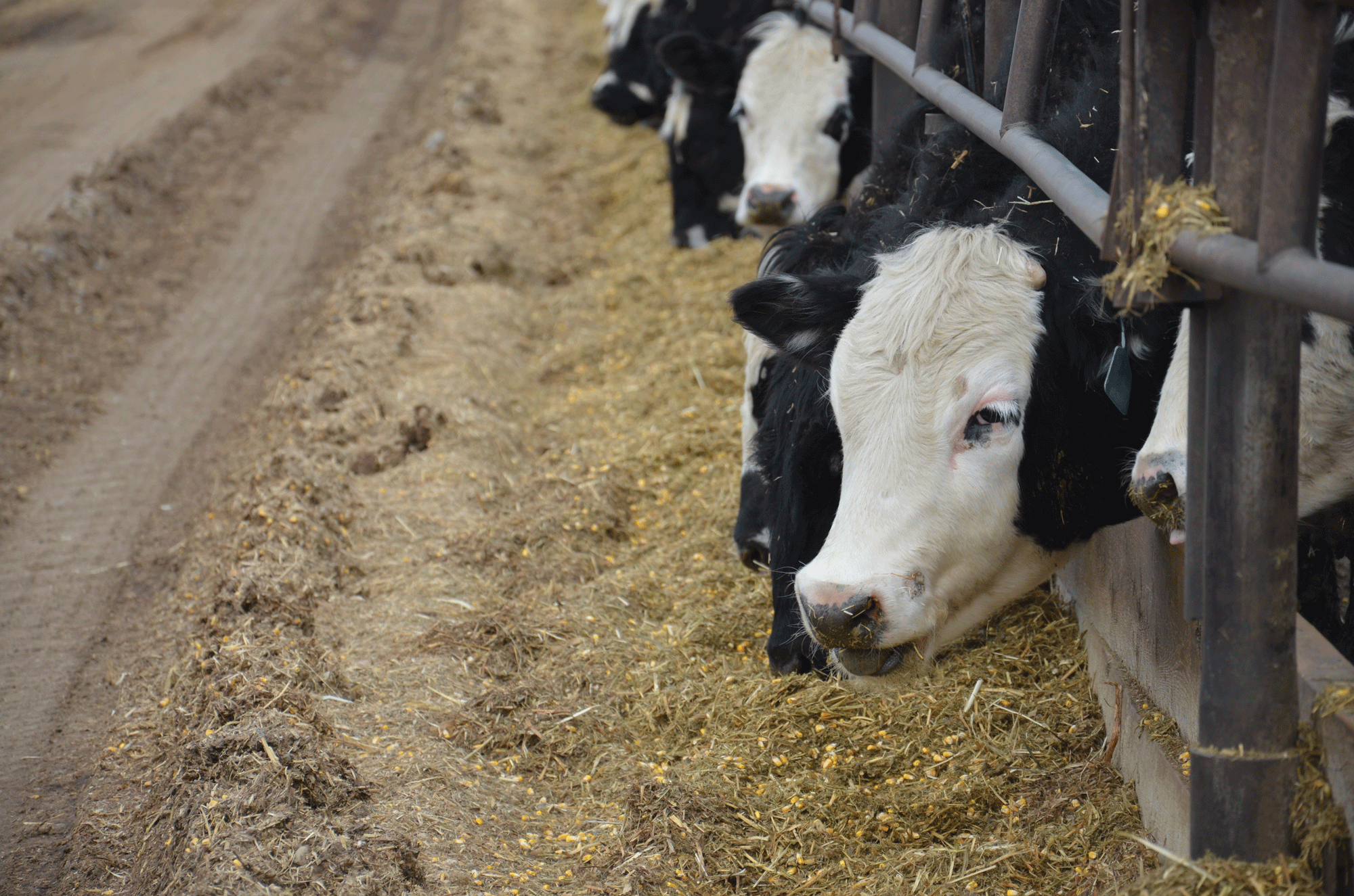 Cattle on feed dips below year-ago