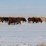 Pasture, range, forage (rainfall) insurance deadline nears