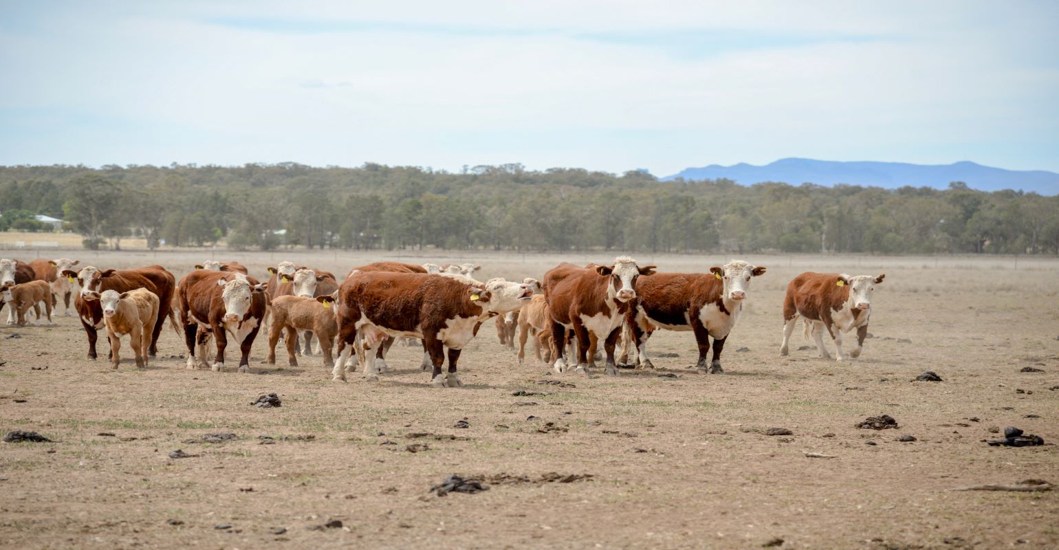 Dry conditions are spreading: How can I reduce my risk?