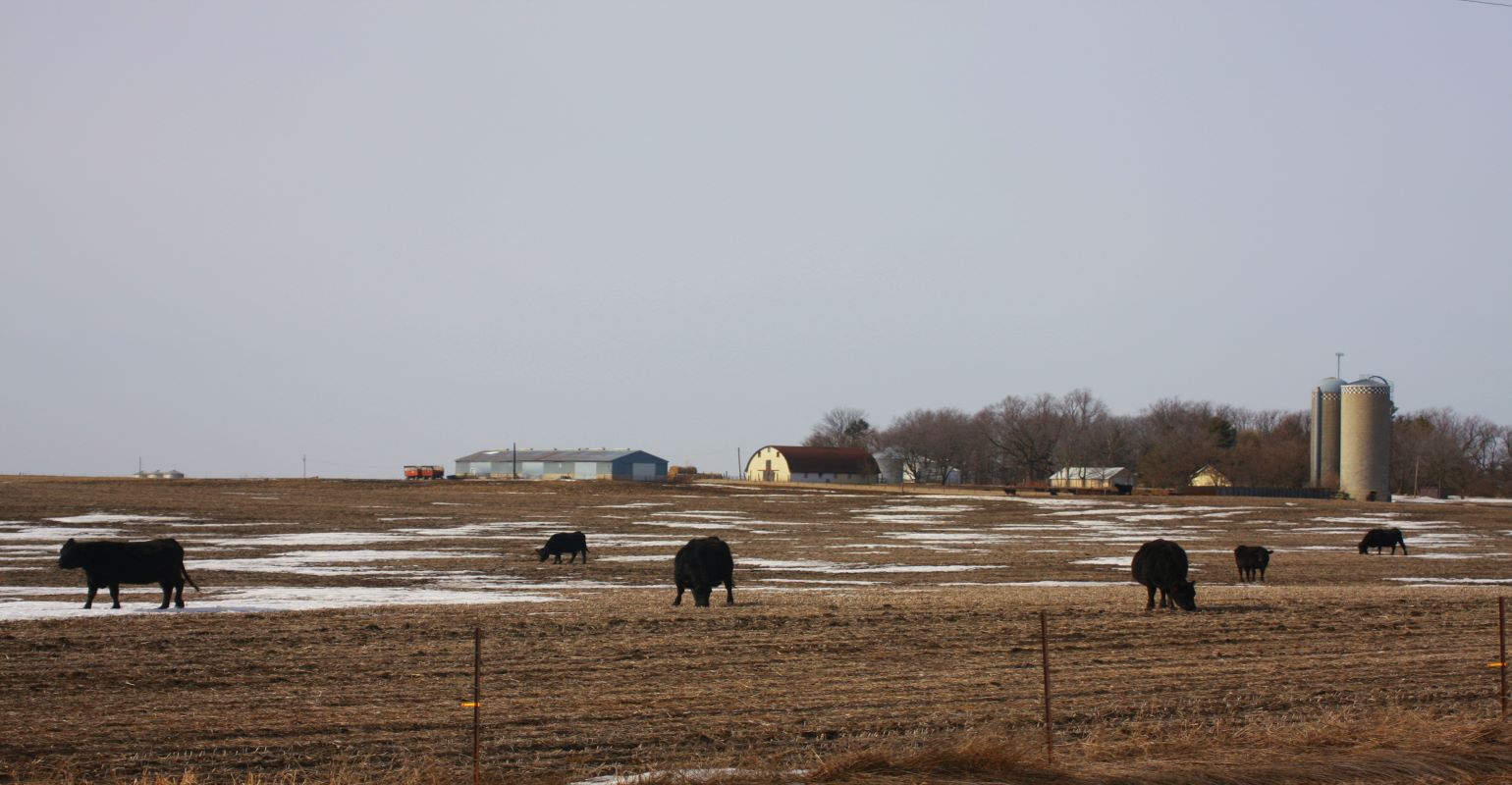 Should I use soybean residue for forage?