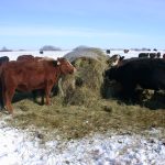 Cattle Industry Dynamics Finally Lining Up