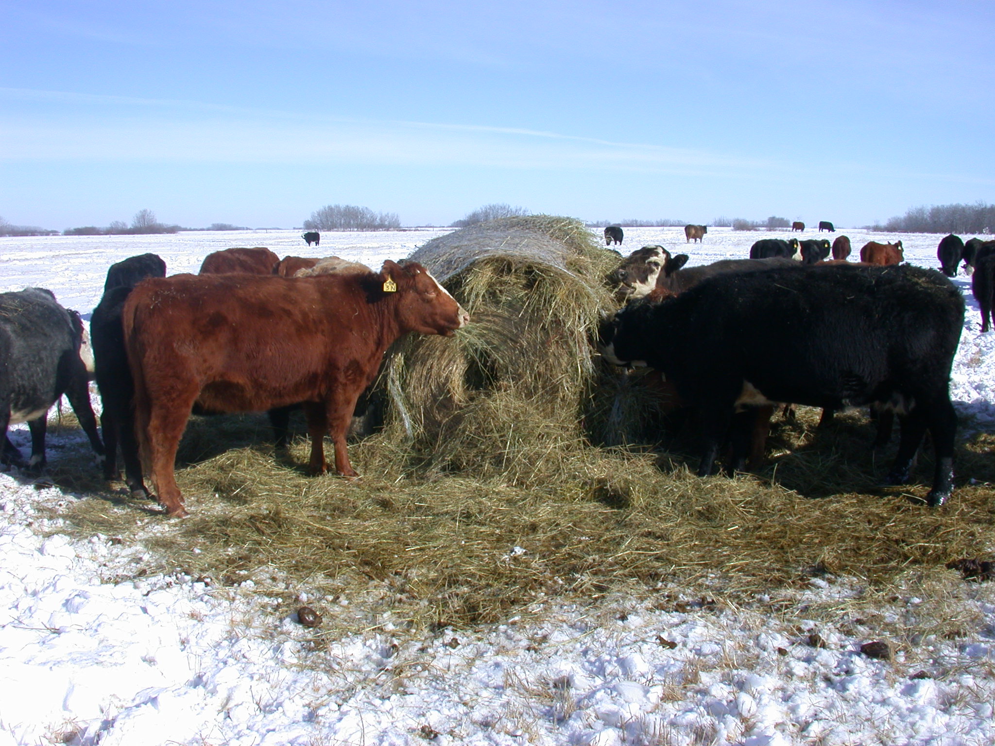 6 Questions to ask before you buy hay