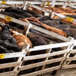 UNL breaks ground on $7.2 million Feedlot Innovation Center