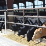 Program for Beef Central’s free carbon and cattle market seminar at Primex