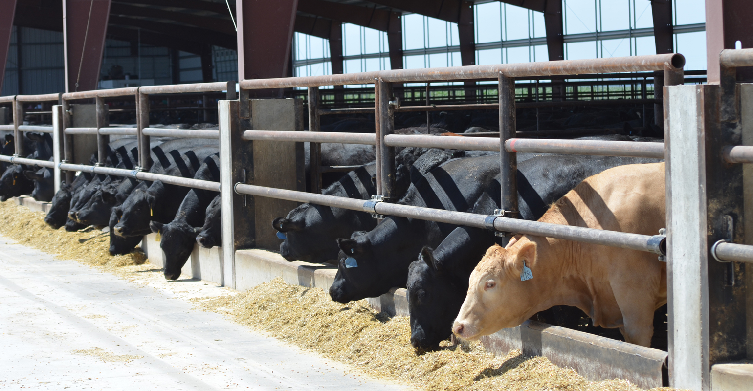 Cattle tech, innovations solve feedlot problems