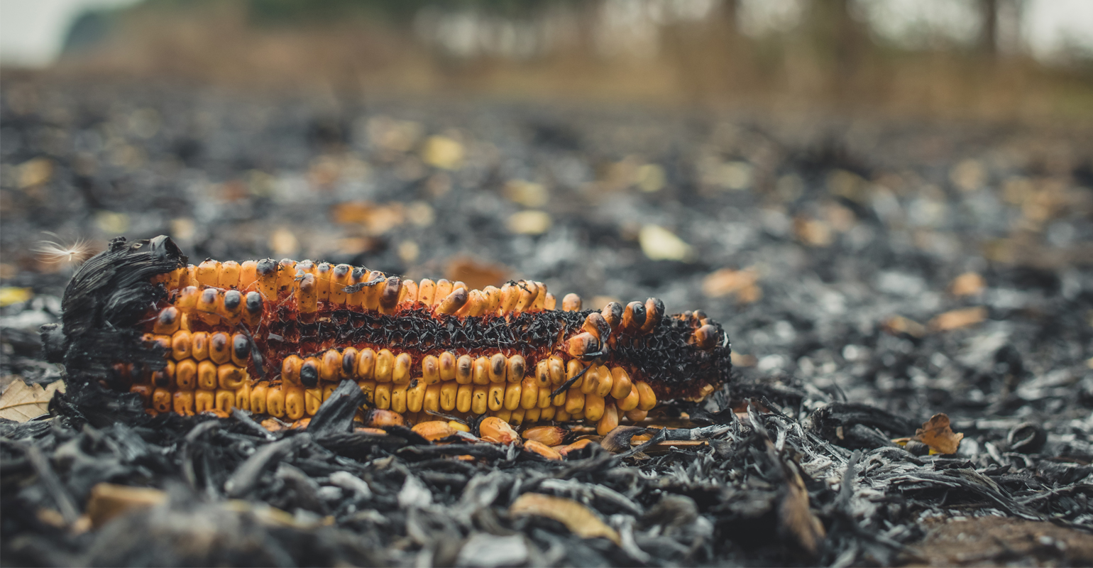 Can I graze wildfire-damaged cornstalks?