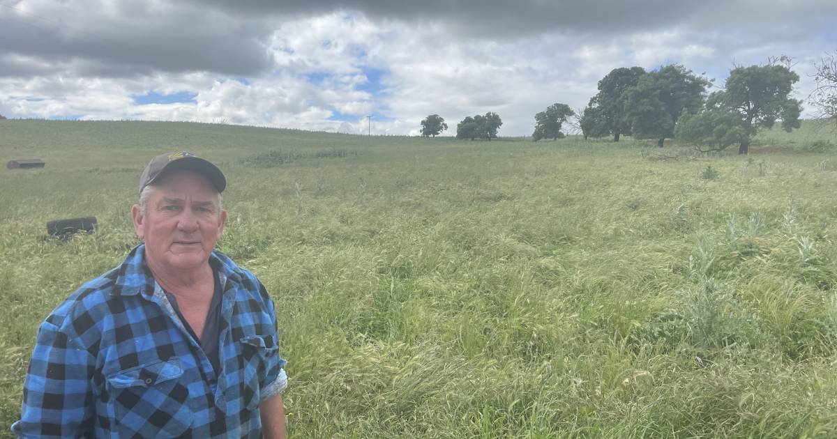 Over grown and waterlogged at Boorowa| Photos