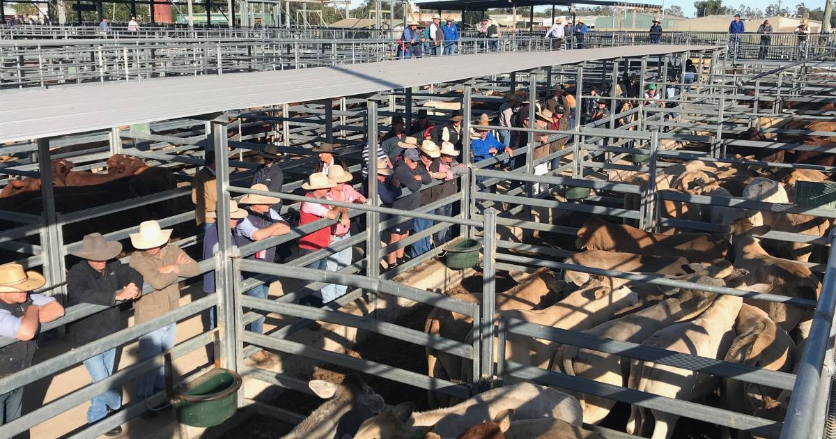 Heifers 280-350kg top at 556c, average 422c at Emerald | Queensland Country Life