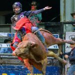 It takes a village to parade cattle at Forbes