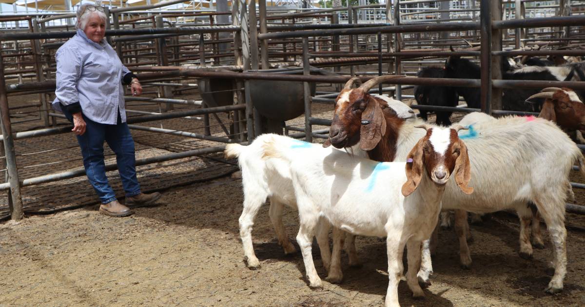 Does to $225 in Dubbo goat sale